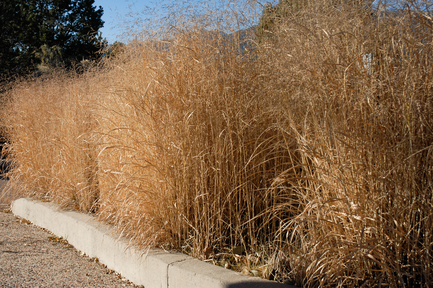 Prairie Sky Switchgrass